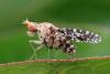 360140 – Photo : Catherine Reymonet-Smitten – France (19)